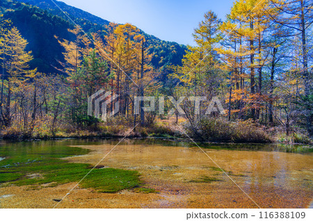 [Autumn material] Autumn Kamikochi, Tashiro Wetland and Tashiro Pond [Nagano Prefecture] 116388109