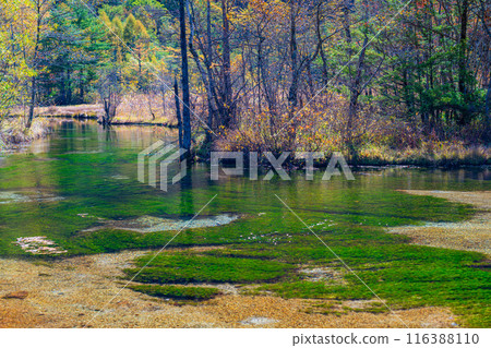 [Autumn material] Autumn Kamikochi, Tashiro Wetland and Tashiro Pond [Nagano Prefecture] 116388110