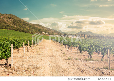 Rows of a vineyard at sunset with mountains in the background. Agriculture. Rows of a vineyard at sunset with mountains in the background. Agriculture. 116388345