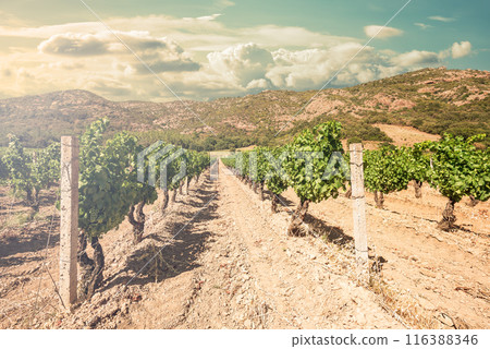 Rows of a vineyard at sunset with mountains in the background. Agriculture. Rows of a vineyard at sunset with mountains in the background. Agriculture. 116388346