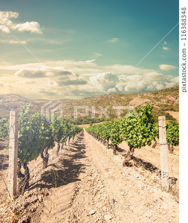 Rows of a vineyard at sunset with mountains in the background. Agriculture. Rows of a vineyard at sunset with mountains in the background. Agriculture. 116388348
