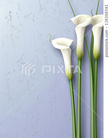 White calla lilies on a textured purple background 116388391