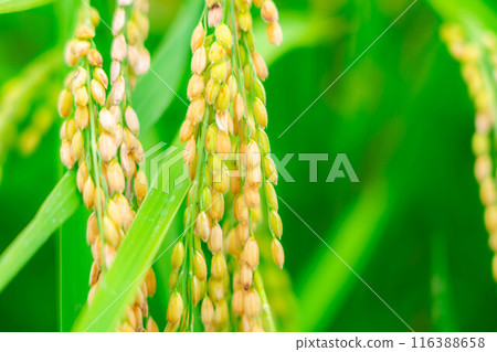 [Rice material] Fruitful paddy fields [Nagano Prefecture] 116388658