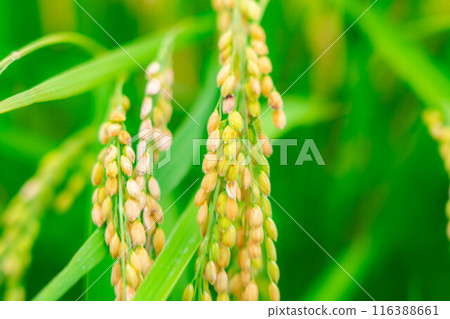 [Rice material] Fruitful paddy fields [Nagano Prefecture] 116388661