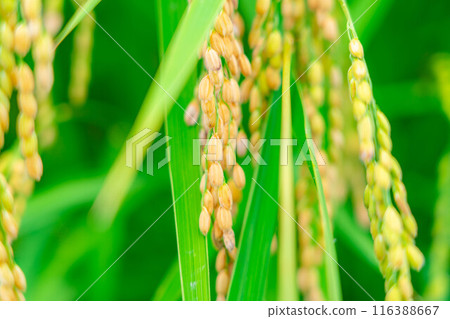 [Rice material] Fruitful paddy fields [Nagano Prefecture] 116388667