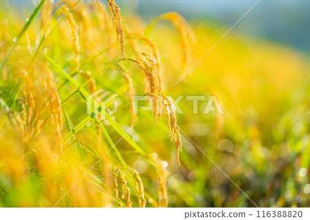 [秋天素材] 晨露覆蓋的稻穗[長野縣] 116388820