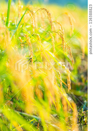 [Autumn material] Ears of rice covered in morning dew [Nagano Prefecture] 116388823