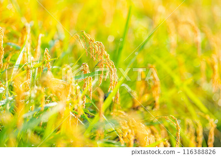 [Autumn material] Ears of rice covered in morning dew [Nagano Prefecture] 116388826