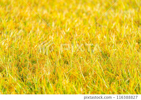 [Autumn material] Ears of rice covered in morning dew [Nagano Prefecture] 116388827