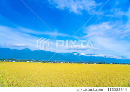 [Autumn material] Ears of rice covered in morning dew [Nagano Prefecture] 116388844