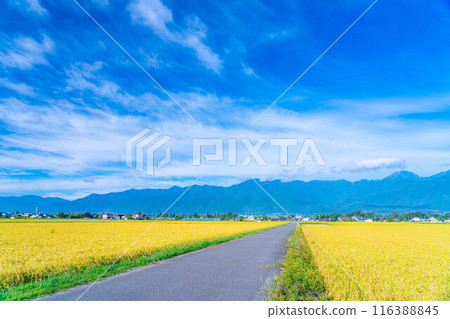 [Autumn material] Ears of rice covered in morning dew [Nagano Prefecture] 116388845