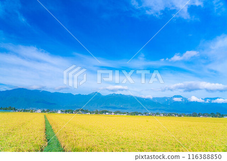 [Autumn material] Ears of rice covered in morning dew [Nagano Prefecture] 116388850