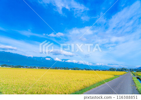 [Autumn material] Ears of rice covered in morning dew [Nagano Prefecture] 116388851