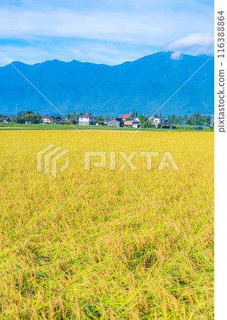 [Autumn material] Ears of rice covered in morning dew [Nagano Prefecture] 116388864
