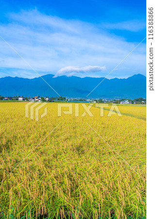 [Autumn material] Ears of rice covered in morning dew [Nagano Prefecture] 116388866