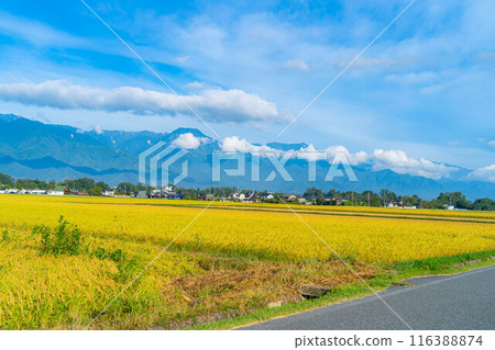 [秋天素材] 晨露覆蓋的稻穗[長野縣] 116388874