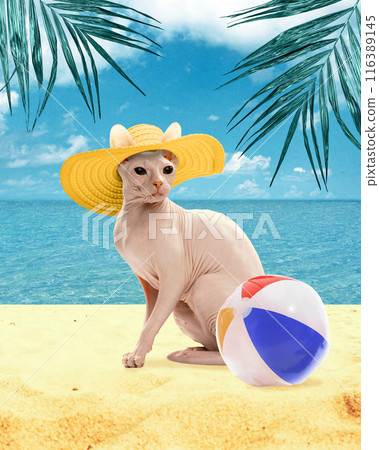 Beautiful purebred Sphynx cat in straw hat sitting on beach with volleyball ball, against blue ocean and sky background. Tropical chill. Contemporary art collage. 116389145