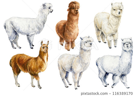 Lama set isolated on white. Isolated Cute alpaca animal. Llama or Alpaca, Funny hand drawn Watercolor illustration 116389170