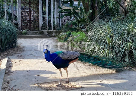 Peacock with blue and green plumage in the park. Colorful peacock in a city park 116389195