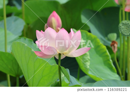 東京葛飾區都立水本公園「蓮花池」的蓮花，6月下旬至7月 116389221