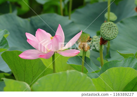 東京葛飾區都立水本公園「蓮花池」的蓮花，6月下旬至7月 116389227