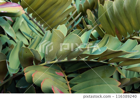 Colorful Leaves Texture, Unusual Floral Background 116389240