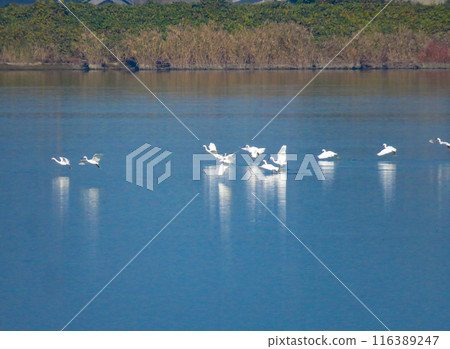 A flock of egrets flapping their wings over the water 116389247
