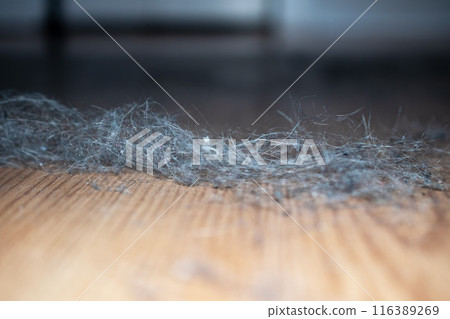 Dust clods on the floor, dirty floor, cleaning service concept 116389269