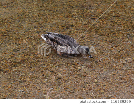 A duck clean their feathers in shallow water 116389299
