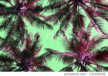 Palm Tree Leaves Against The Pink Sky, Juicy Tropical Background Palm Tree Leaves Against The Pink Sky, Juicy Tropical Background 116389308