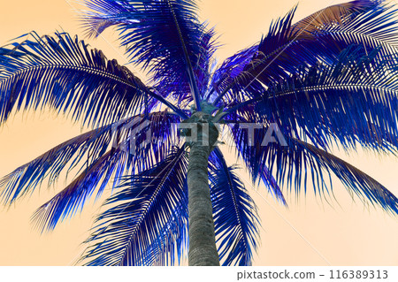 Palm Tree Leaves Against The Pink Sky, Juicy Tropical Background 116389313