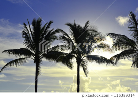 Palm Tree Leaves Against The Pink Sky, Juicy Tropical Background Palm Tree Leaves Against The Pink Sky, Juicy Tropical Background 116389314