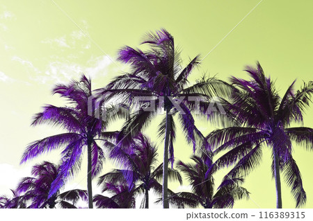 Palm Tree Leaves Against The Pink Sky, Juicy Tropical Background 116389315