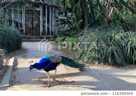 Peacock with blue and green plumage in the park. Colorful peacock in a city park 116389369