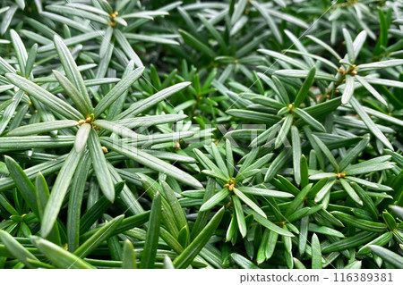 Colorful Leaves Texture, Unusual Floral Background Colorful Leaves Texture, Unusual Floral Background 116389381