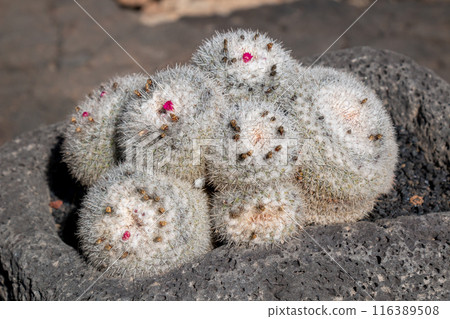 Cactus in the Cactus Garden, Lanzarote, Spain Cactus in the Cactus Garden, Lanzarote, Spain 116389508