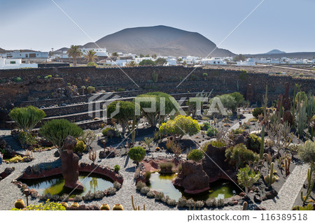 Cactus in the Cactus Garden, Lanzarote, Spain Cactus in the Cactus Garden, Lanzarote, Spain 116389518