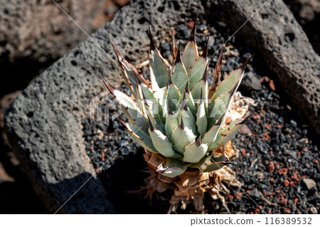 Cactus in the Cactus Garden, Lanzarote, Spain 116389532