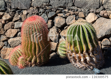 Cactus in the Cactus Garden, Lanzarote, Spain 116389575