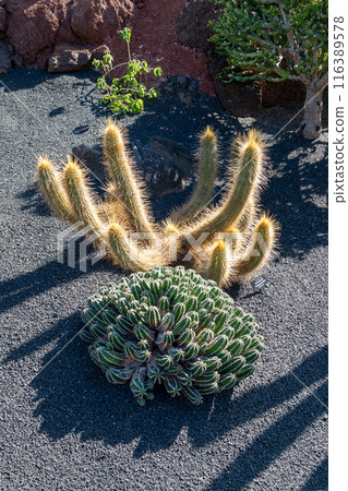 Cactus in the Cactus Garden, Lanzarote, Spain 116389578