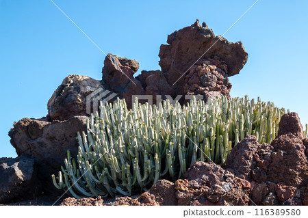 Cactus in the Cactus Garden, Lanzarote, Spain 116389580
