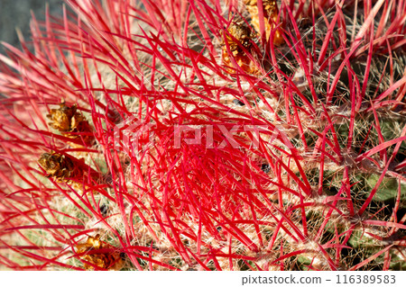 Cactus in the Cactus Garden, Lanzarote, Spain 116389583