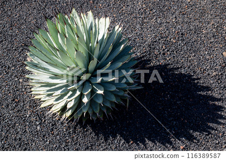 Cactus in the Cactus Garden, Lanzarote, Spain 116389587