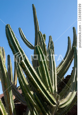 Cactus in the Cactus Garden, Lanzarote, Spain 116389599