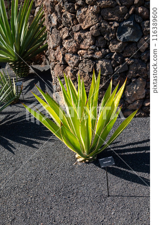 Cactus in the Cactus Garden, Lanzarote, Spain Cactus in the Cactus Garden, Lanzarote, Spain 116389600