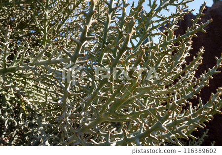 Cactus in the Cactus Garden, Lanzarote, Spain 116389602