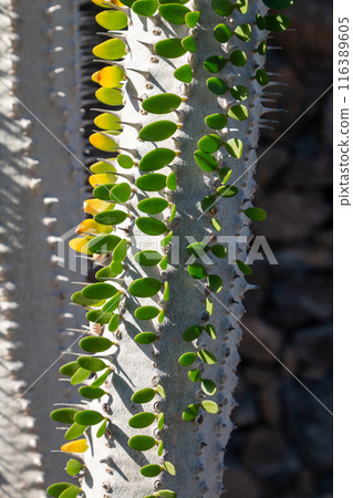 Cactus in the Cactus Garden, Lanzarote, Spain 116389605