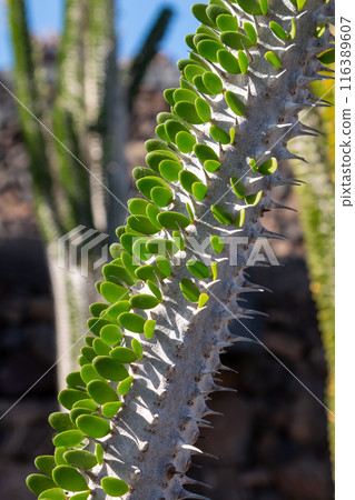 Cactus in the Cactus Garden, Lanzarote, Spain 116389607