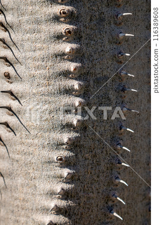 Cactus in the Cactus Garden, Lanzarote, Spain 116389608