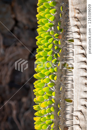 Cactus in the Cactus Garden, Lanzarote, Spain 116389609
